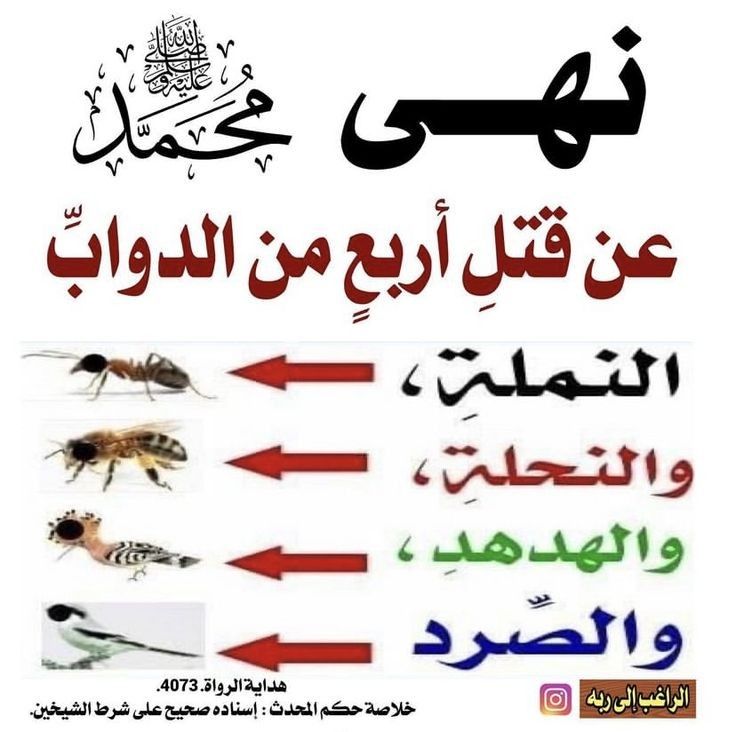 هل حرم الإسلام قتل النمل والنحل والهدهد والصرد ؟